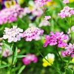 Candytuft Iberis Flower Garden Seeds – Empress Mixture – 1 Oz – Annual