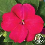 Impatiens Flower Garden Seeds- F1 Accent Series – Burgundy – 500 Seeds