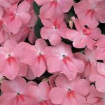 Impatiens Flower Garden Seeds – F1 Accent Series – Coral – 500 Seeds