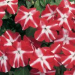 Impatiens Flower Garden Seeds- F1 Accent Series – Red Star – 500 Seeds