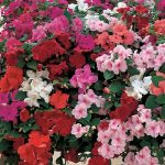 Impatiens Flower Garden Seeds -F1 Accent Series -Color Mix -500 Seeds