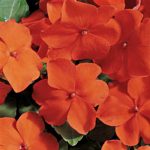 Impatiens Flower Garden Seeds – F1 Accent Series – Orange – 500 Seeds