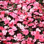 Impatiens Flower Garden Seeds – F1 Accent Series – Peppermint Mix