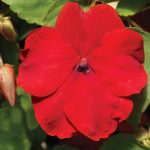 Impatiens Flower Garden Seeds – F1 Accent Series – Red – 500 Seeds