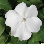 Impatiens Flower Garden Seeds – F1 Accent Series – White – 500 Seeds