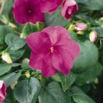 Impatiens Flower Garden Seeds – F1 Accent Series – Violet – 500 Seeds