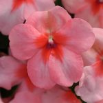 Impatiens Flower Garden Seeds – F1 Dazzler Series – Coral – 500 Seeds