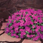 Impatiens Flower Garden Seeds – F1 Dazzler Series – Lilac Splash
