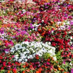 Impatiens Flower Garden Seeds – F1 Dazzler Series – Mix – 500 Seeds
