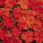 Impatiens Flower Garden Seeds – F1 Dazzler Series – Orange – 500 Seeds