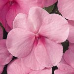 Impatiens Flower Garden Seeds – F1 Dazzler Series – Pink – 500 Seeds