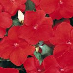 Impatiens Flower Garden Seeds – F1 Dazzler Series – Red – 500 Seeds