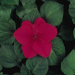 Impatiens Flower Garden Seeds – F1 Dazzler Series – Rose – 500 Seeds