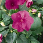Impatiens Flower Garden Seeds – F1 Dazzler Series – Violet – 500 Seeds