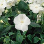 Impatiens Flower Garden Seeds – F1 Dazzler Series – White – 500 Seeds