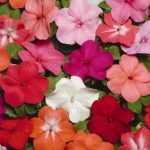 Impatiens Flower Garden Seeds- F1 Super Elfin Series – Mix – 500 Seeds