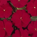 New Guinea Impatiens Flower Garden Seeds -F1 Divine Series -Cherry Red