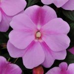 New Guinea Impatiens Flower Garden Seeds – F1 Divine Series – Lavender