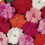 New Guinea Impatiens Flower Garden Seeds – F1 Divine Series – Mix