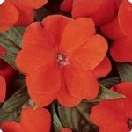 New Guinea Impatiens Flower Garden Seeds – F1 Divine Series – Orange