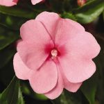 New Guinea Impatiens Flower Garden Seeds – F1 Divine Series – Pink