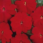 New Guinea Impatiens Flower Garden Seeds-F1 Divine Series-Scarlet Red