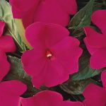 New Guinea Impatiens Flower Garden Seeds – F1 Divine Series – Violet