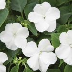 Impatiens Flower Garden Seeds – F1 Tumbler Series – White – 500 Seeds