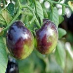 Tomato Garden Seeds – Indigo Rose – 100 Seeds – Non-GMO, Heirloom