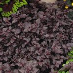 Purple Lady Iresine Decorative House Plant Seeds – 100 Seeds – Annual