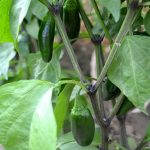 Jalapeno Hot Pepper Garden Seeds – 1 Oz – Non-GMO, Heirloom, Organic