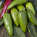 Jalapeno M Hot Pepper Garden Seeds – 1 Lb Bulk – Heirloom, Organic