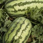 Watermelon Garden Seeds – Jubilee – 5 Lbs Bulk – Fruit Melon Seeds
