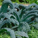 Lacinato Kale Vegetable Garden Seeds – 5 Lb – Non-GMO, Heirloom