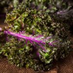 Kale, Red Russian Microgreens Seeds- 25 Lb – Bulk Wholesale Seed
