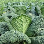 Kale Garden Seeds- Vates Blue Scotch Curled – 4 Oz – Non-GMO, Heirloom
