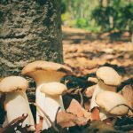 King Oyster Log Plugs – Mushroom Spawn Log Growing Dowels