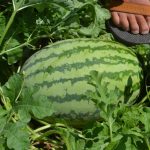 Watermelon Garden Seeds – Striped Klondike Blue Ribbon-1 Lb- Non-GMO