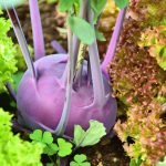 Kohlrabi, Purple Vienna Microgreens Seeds-25 Lb Bulk Micro Greens