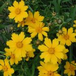 Lanceleaf Coreopsis Flower Garden Seeds – 4 Oz – Perennial Gardening