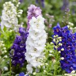 Larkspur Flower Garden Seeds- Giant Imperial Color Mix – 1 Oz – Annual