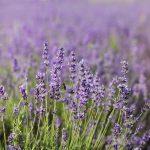 Common English Lavender Flower Garden Seeds – 1 Lb – Perennial Herb