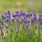 Mini Blue Lavender Flower Garden Seeds – 100 Seeds – Perennial Herb