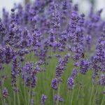 Munstead Lavender Flower Garden Seeds – 1000 Seeds – Perennial Herb