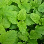 Lemon Balm Herb Garden Seeds – 1 Oz – Heirloom, Herbal Gardening