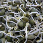 Organic French Blue Lentil Sprouting Seeds – 1 Lb – Non-GMO, Unhulled