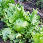 Lettuce Garden Seeds – Crisphead Great Lakes 118 – 1 Oz – Heirloom