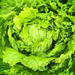 Crisphead Lettuce Garden Seeds – Hanson Improved – 1 Oz – Heirloom