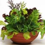 Gourmet Mixed Lettuce Greens – Organic Garden Seeds – 4 Oz – Heirloom