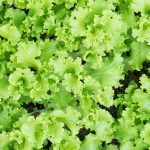 Lettuce Garden Seeds – Black Seeded Simpson – 4 Oz – Non-GMO, Heirloom